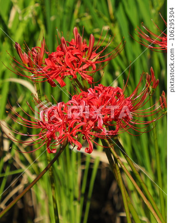 Cluster amaryllis (Licoris) 106295304