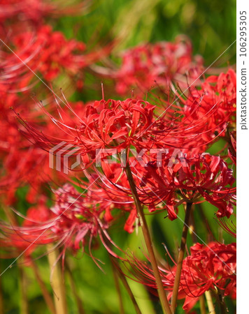Cluster amaryllis (Licoris) Cluster amaryllis (Licoris) 106295305