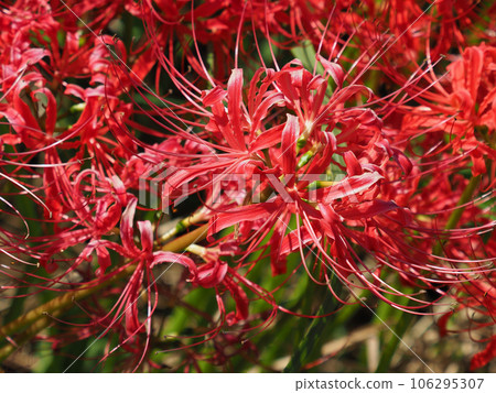 Cluster amaryllis (Licoris) Cluster amaryllis (Licoris) 106295307