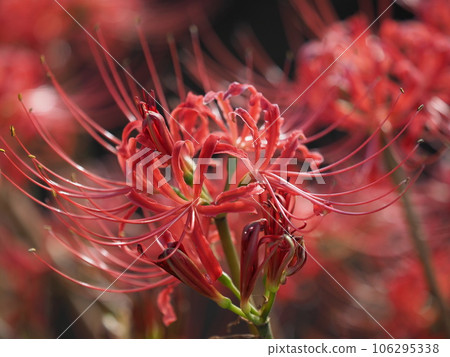 Cluster amaryllis (Licoris) Cluster amaryllis (Licoris) 106295338