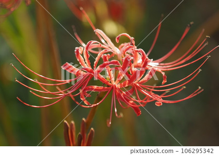 Cluster amaryllis (Licoris) 106295342