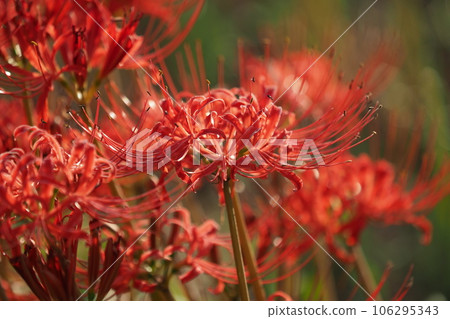 Cluster amaryllis (Licoris) 106295343