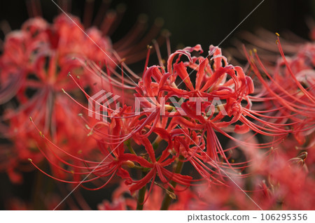 Cluster amaryllis (Licoris) Cluster amaryllis (Licoris) 106295356