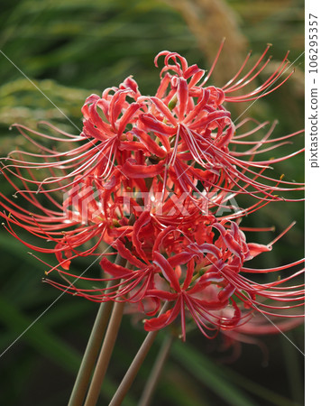 Cluster amaryllis (Licoris) 106295357