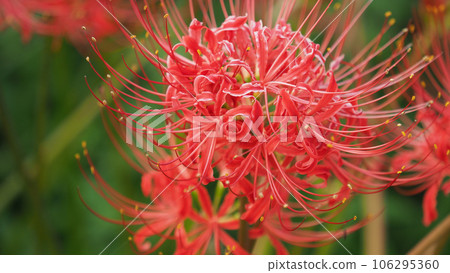 Cluster amaryllis (Licoris) Cluster amaryllis (Licoris) 106295360