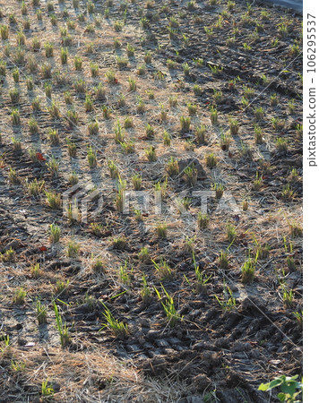 Agricultural image (rice cultivation: autumn / after harvest) 106295537