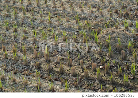 Agricultural image (rice cultivation: autumn / after harvest) 106295553