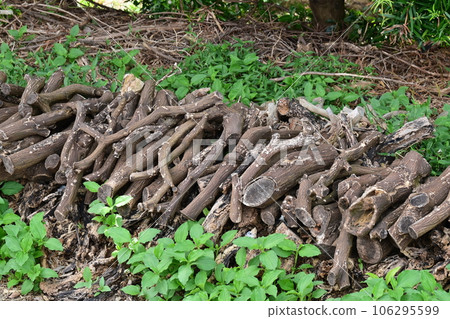 燃燒的樹圖像（用於露營等） 106295599