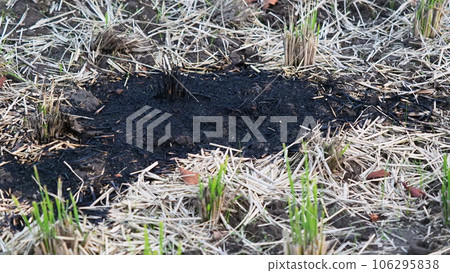 Agriculture image (rice cultivation: field burning) Agriculture image (rice cultivation: field burning) 106295838