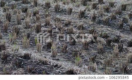 Agriculture image (rice cultivation: field burning) Agriculture image (rice cultivation: field burning) 106295845