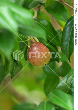 山茶籽(山茶油原料) 山茶籽(山茶油原料) 106296207