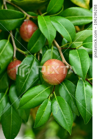 山茶籽（山茶油原料） 106296208