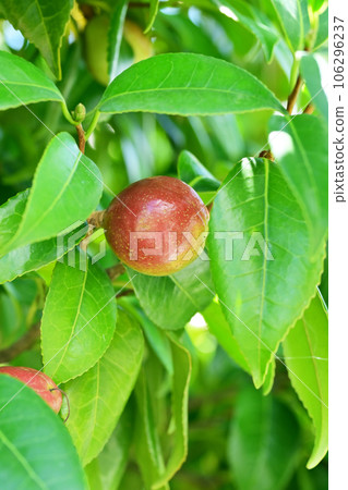 Camellia seeds (raw material for camellia oil) 106296237
