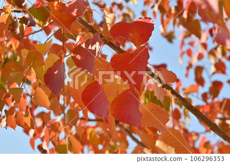 Autumn leaves Autumn leaves 106296353