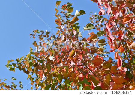 Autumn leaves Autumn leaves 106296354