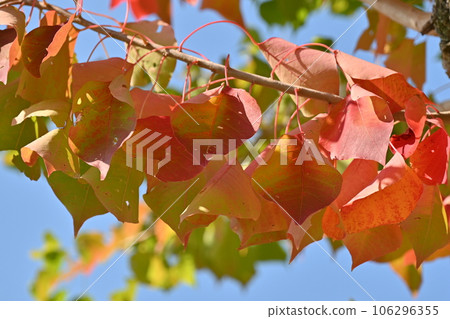Autumn leaves Autumn leaves 106296355