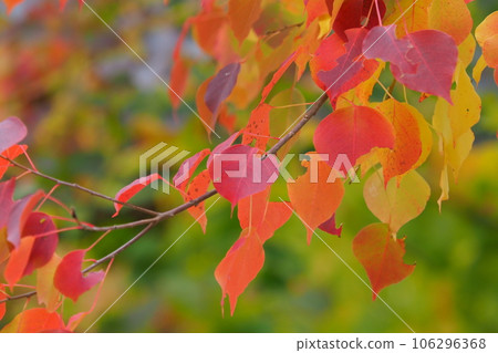 Autumn leaves Autumn leaves 106296368