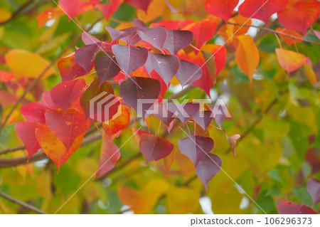 Autumn leaves Autumn leaves 106296373