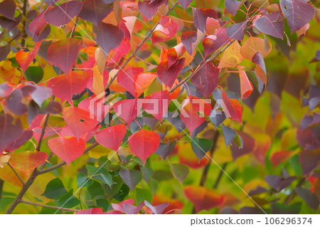 Autumn leaves Autumn leaves 106296374