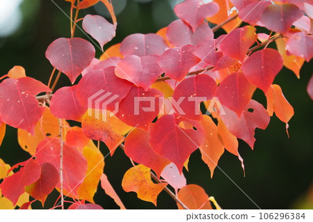 Autumn leaves 106296384