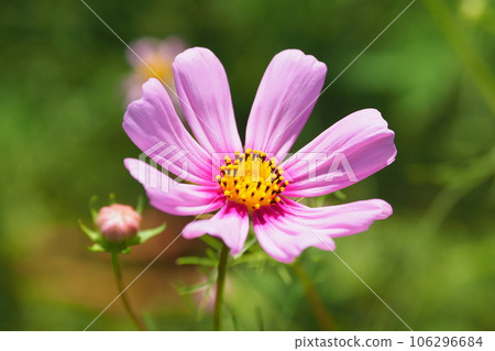 Autumn image (cosmos) Autumn image (cosmos) 106296684