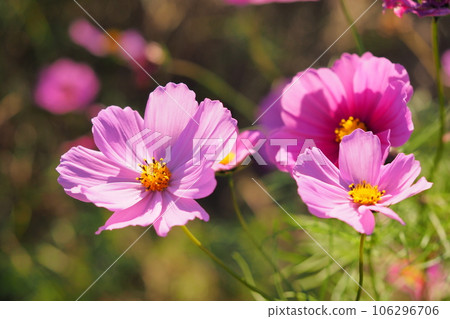 秋天的意象（宇宙） 106296706