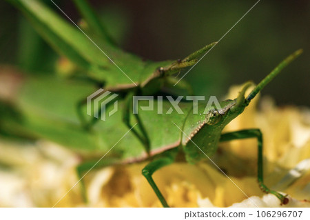 秋季森林中發現的背馱式蚱蜢 106296707