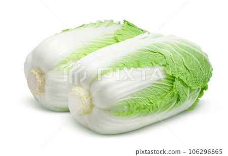 大白菜插畫真實 106296865