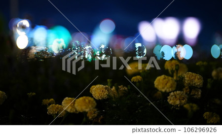山下公園花壇盛開的黃色花朵和燈光 山下公園花壇盛開的黃色花朵和燈光 106296926