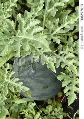 Green ripe watermelon on a bush in the garden. Watermelon fruit in raindrops in summer. 106297013