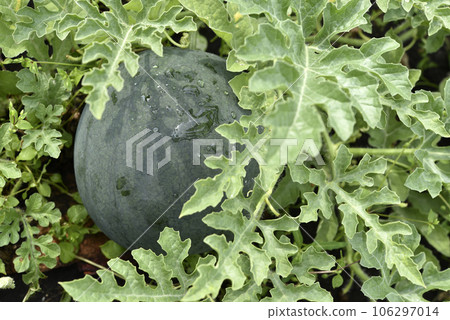 Green ripe watermelon on a bush in the garden. Watermelon fruit in raindrops in summer. 106297014