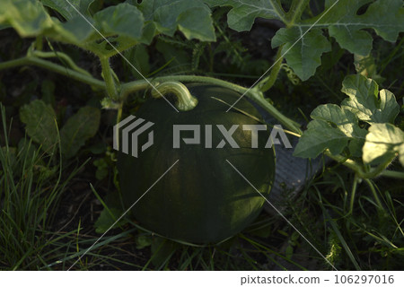 Green ripe watermelon on a bush in the garden. Watermelon fruit in raindrops in summer. 106297016