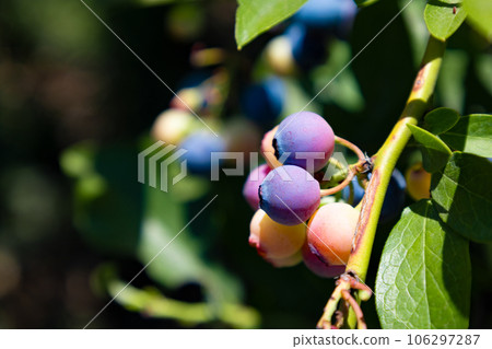 在都市藍莓地採摘、收穫和銷售成熟的藍莓（東京都練馬區） 106297287