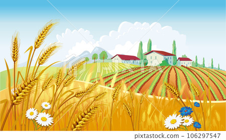 Rural landscape with fields 106297547