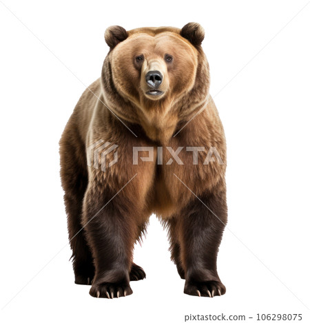 bear bear 106298075
