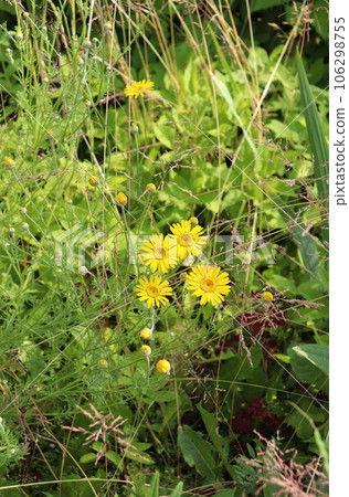 Yellow field daisies - flower Cota tinctoria Yellow field daisies - flower Cota tinctoria 106298755