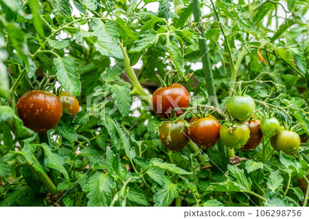 Round fruits ripen to dark brown with green collar. Kakao F1 TOMATO HYBRID. Water drops. 106298756
