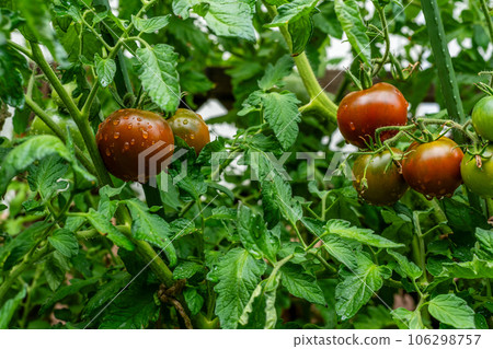 Round fruits ripen to dark brown with green collar. Kakao F1 TOMATO HYBRID. Water drops. 106298757