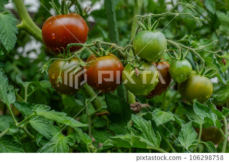 Round fruits ripen to dark brown with green collar. Kakao F1 TOMATO HYBRID. Water drops. Round fruits ripen to dark brown with green collar. Kakao F1 TOMATO HYBRID. Water drops. 106298758