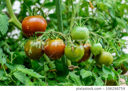 Round fruits ripen to dark brown with green collar. Kakao F1 TOMATO HYBRID. Water drops. 106298759