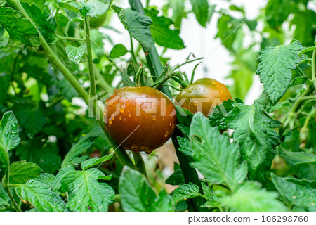 Round fruits ripen to dark brown with green collar. Kakao F1 TOMATO HYBRID. Water drops. 106298760