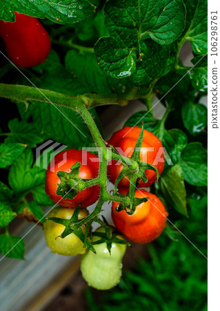 Red and green tomatoes on plant, water drops. San marzano, italian tomato. 106298761