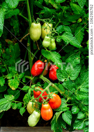 Red and green tomatoes on plant, water drops. San marzano, italian tomato. 106298762