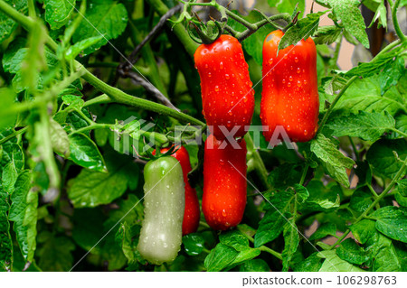 Red and green tomatoes on plant, water drops. San marzano, italian tomato. 106298763