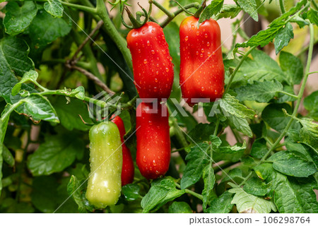 Red and green tomatoes on plant, water drops. San marzano, italian tomato. 106298764