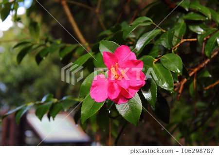 camellia 106298787