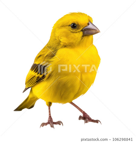 Yellow canary bird isolated 106298841