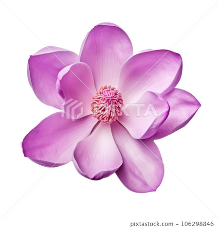 Magnolia flower isolated Magnolia flower isolated 106298846