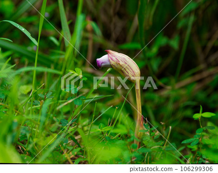 Reddish-purple flowers of parasitic plant Amaranthaceae 106299306