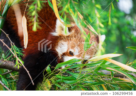 Red panda bear climbing tree. close-up of a rare red panda Red panda bear climbing tree. close-up of a rare red panda 106299456